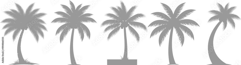 Fototapeta premium palm tree on white background