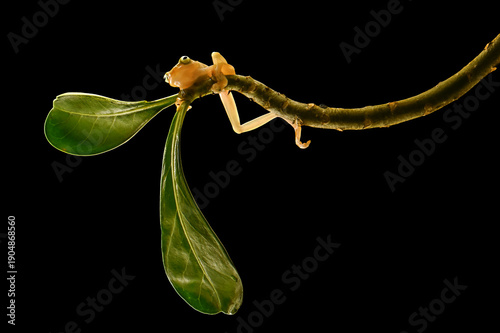 Frog on the flowers