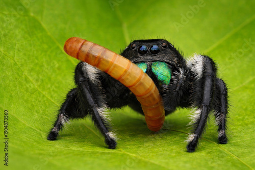 spider on a leaf