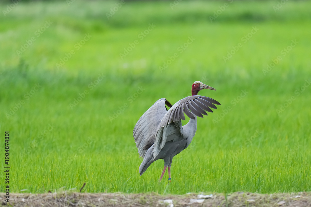 Fototapeta premium Eastern Sarus Crane Thai cranes from a breeding center forage in their natural habitat, a conservation effort within the community.