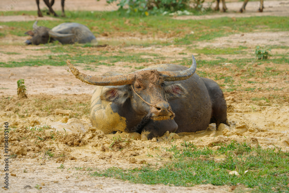 Obraz premium hai buffalo in the field at countryside
