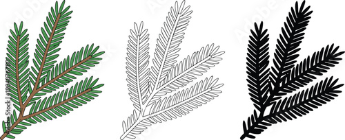 Conifer branch silhouette & Outline and illustration set isolated on transparent background