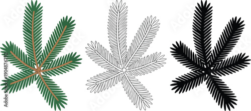 Conifer branch silhouette & Outline and illustration set isolated on transparent background