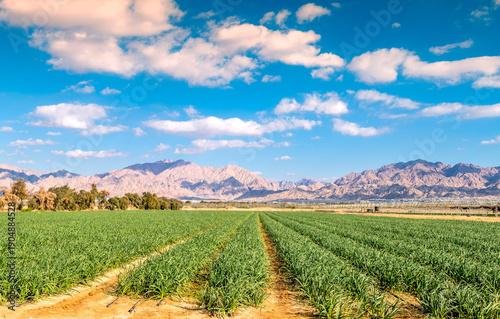 Panorama. Field with new garlic plants and advanced system of irrigation. The...