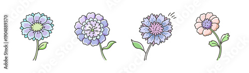 Four pretty pastel scabiosa flowers with green leaves on white