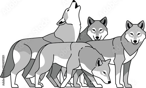 Pack of four grey wolves in different poses including howling and standing on white background