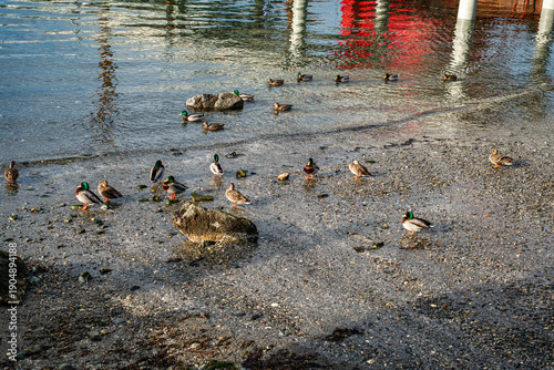 Photography Ducks Near Pier