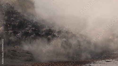The Wildebeest Great Migration in the Maasai Mara, Africa 