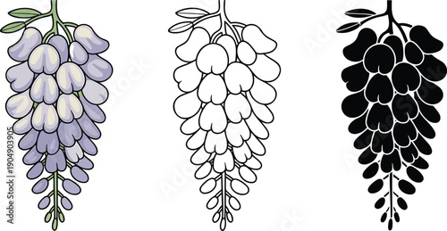 Wisteria flower silhouette & Outline and illustration set isolated on transparent background