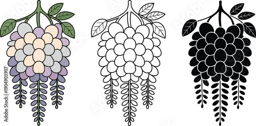Wisteria flower silhouette & Outline and illustration set isolated on transparent background