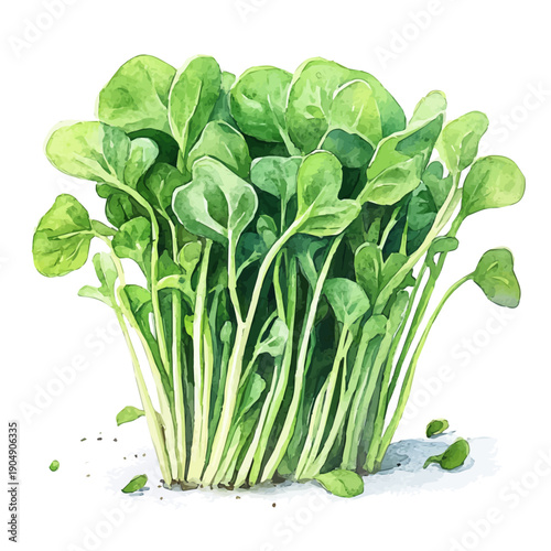 watercolor of Watercress vector painting, isolated on a white background.