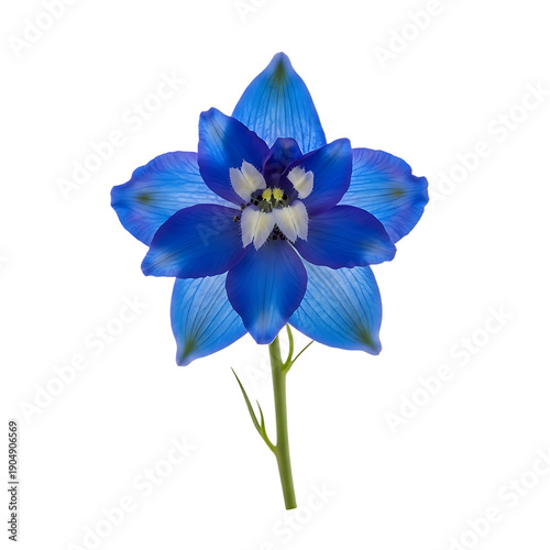 Vibrant blue flower with white center on green stem