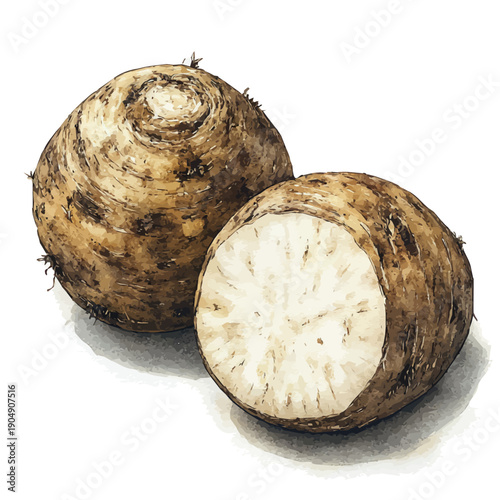 watercolor of Taro Root vector painting, isolated on a white background.