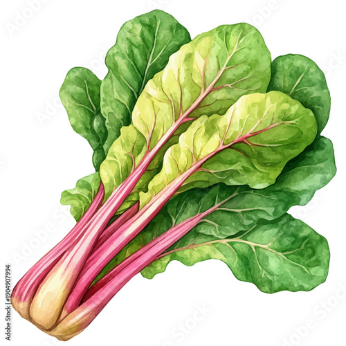 Swiss Chard, colorful watercolor painting with bold outlines, isolated on a white background.