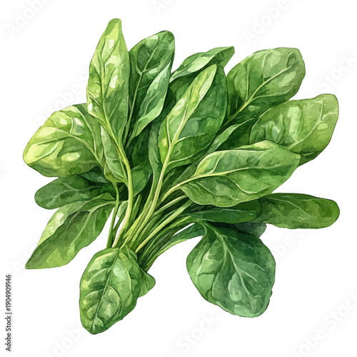 Spinach, charming watercolor clipart, isolated on a white background.