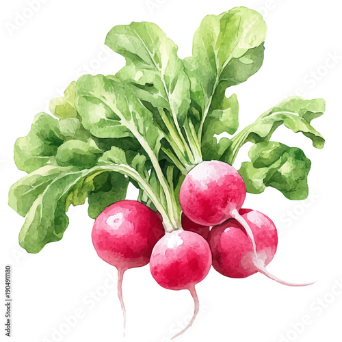 Radish, cute watercolor illustration with intricate patterns and vibrant splashes, isolated on a white background.