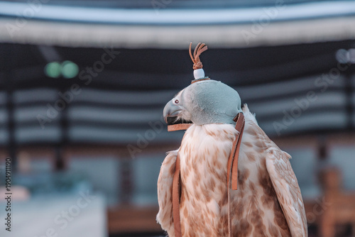 Tableau sur toile Trained falcon wearing traditional leather hood, practicing ancient hunting art