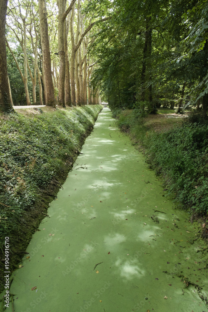Obraz premium Forest Canal Covered in Green Duckweed - Vertical shot of a canal in a French forest park, with the water completely covered by a thick carpet of bright green duckweed under a tree canopy.