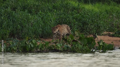 A jaguar in the Pantanal