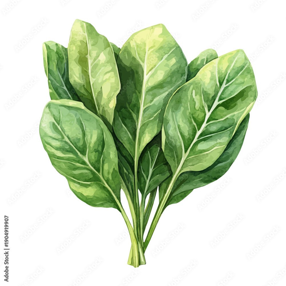 Obraz premium Mustard Greens, playful watercolor vector depicting lively antics and expressive gestures, isolated on a white background.