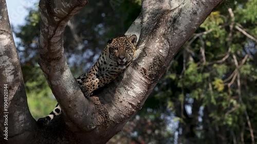 A jaguar in the Pantanal