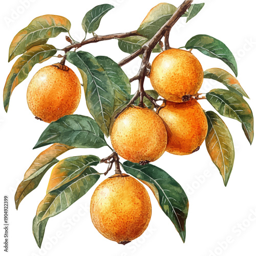 Loquat, charming watercolor clipart, isolated on a white background.