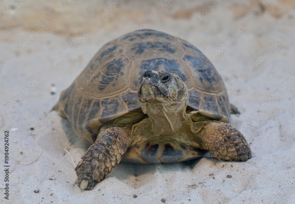 Obraz premium turtle on the beach