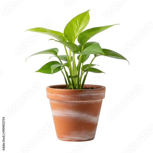 A small green plant in a terracotta pot