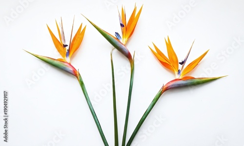 Vibrant bird of paradise flowers displayed on white background during midday sunlight