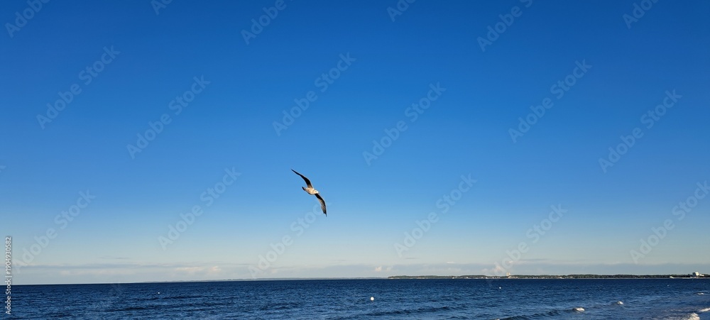 Fototapeta premium Möve über der Ostsee.