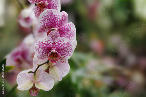 Pink spotted orchid close up in botanical garden