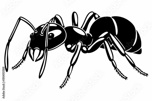 Black and White Ant Vector Illustration
