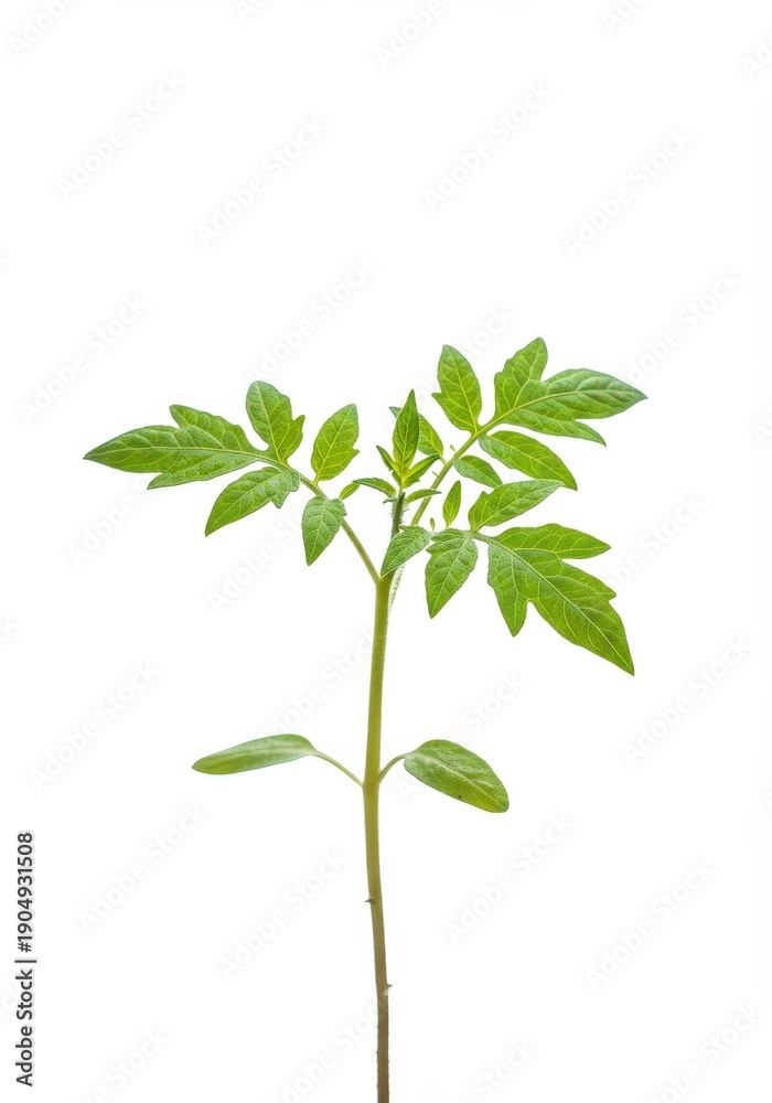 Naklejka premium Healthy young vibrant tomato plant seedling with green leaves, photographed in a studio setup and completely isolated on pure white, life, cutout, foliage