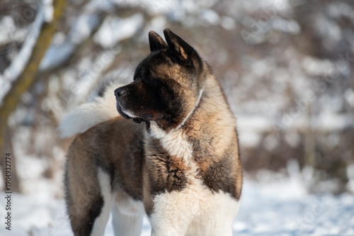 American akita  standing in snow and looking away in winter forest