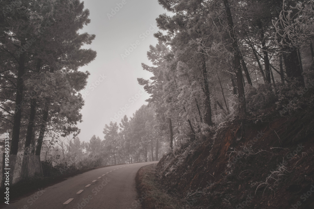 Obraz premium winter road in the forest