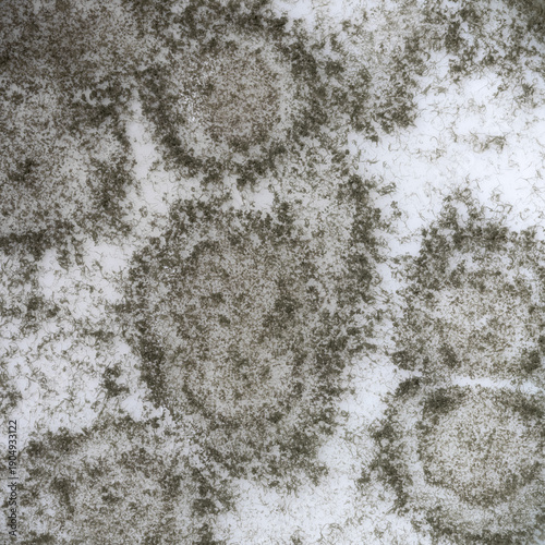 Black mold texture close-up