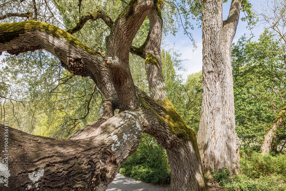 Obraz premium Ancient tree trunks on Mainau Island nature path