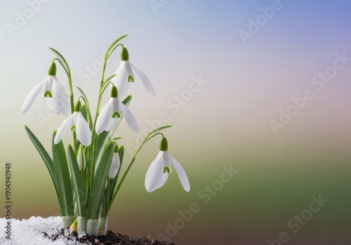 A close-up view of delicate white snowdrop flowers blooming in early spring, symbolizing renewal and the departure of winter, bulb, cool, macro