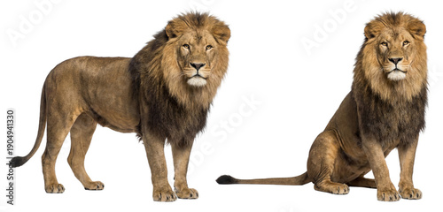 African lion isolated on transparent background (PNG)