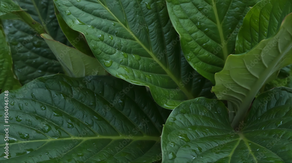 Fototapeta premium Macro Botanical Leaf Textures