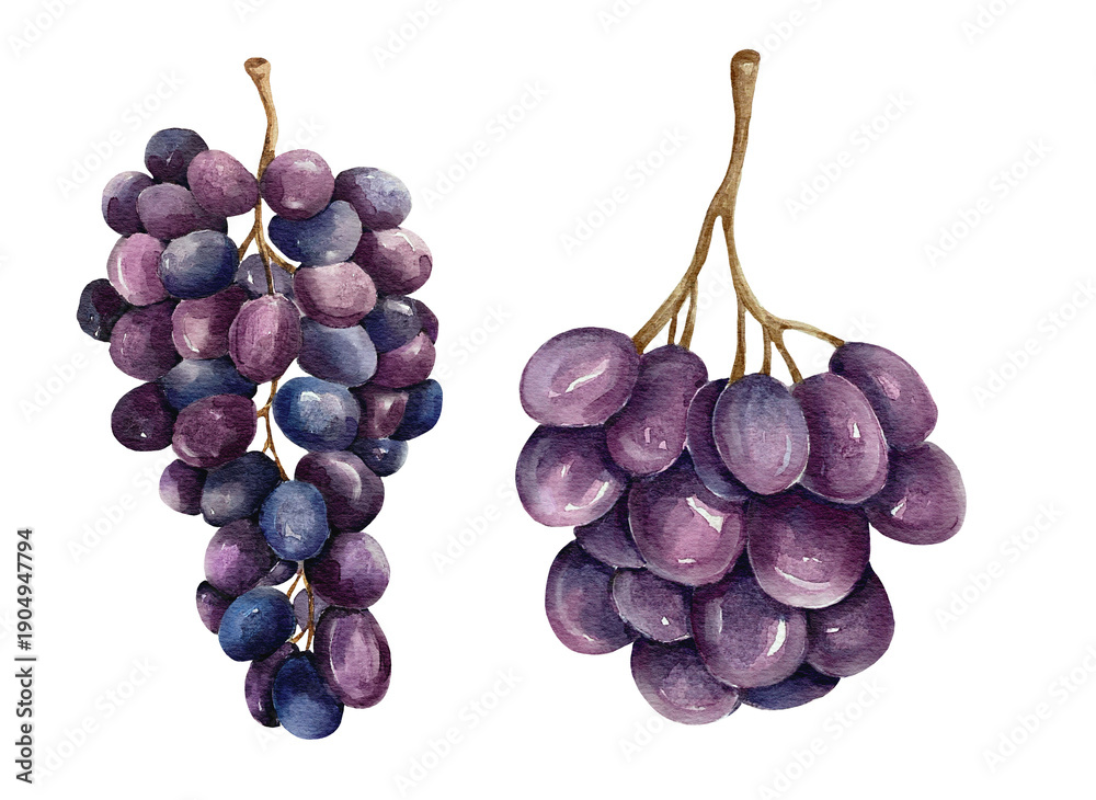 Fototapeta premium Watercolor illustration of a bunch of grapes set