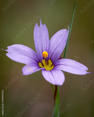 фотографія Mountain blue-eyed grass flower - Sisyrinchium montanum