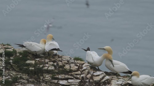 Northern Gannet, Morus bassanus, birds colony on cliffs, Bempton Cliffs, North Yorkshire, England	