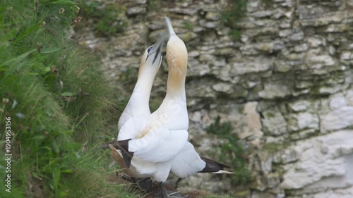 Northern Gannet, Morus bassanus, birds colony on cliffs, Bempton Cliffs, North Yorkshire, England	