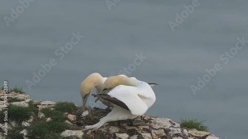 Northern Gannet, Morus bassanus, birds colony on cliffs, Bempton Cliffs, North Yorkshire, England	