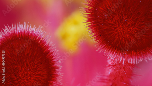 Extreme macro view of Hibiscus stigma at 5x magnification
