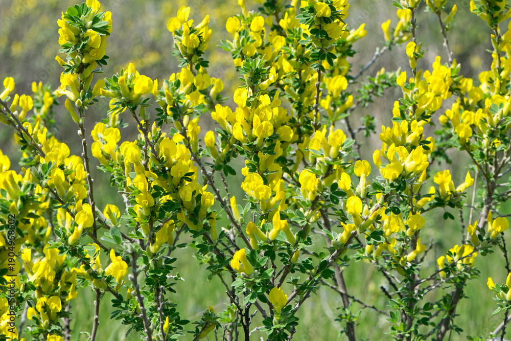 Fototapeta premium Chamaecytisus ratisbonensis. background branches with young green leaves. The first spring tender leaves, buds and branches. nature comes alive after winter. small yellow flowers bloom. close-up