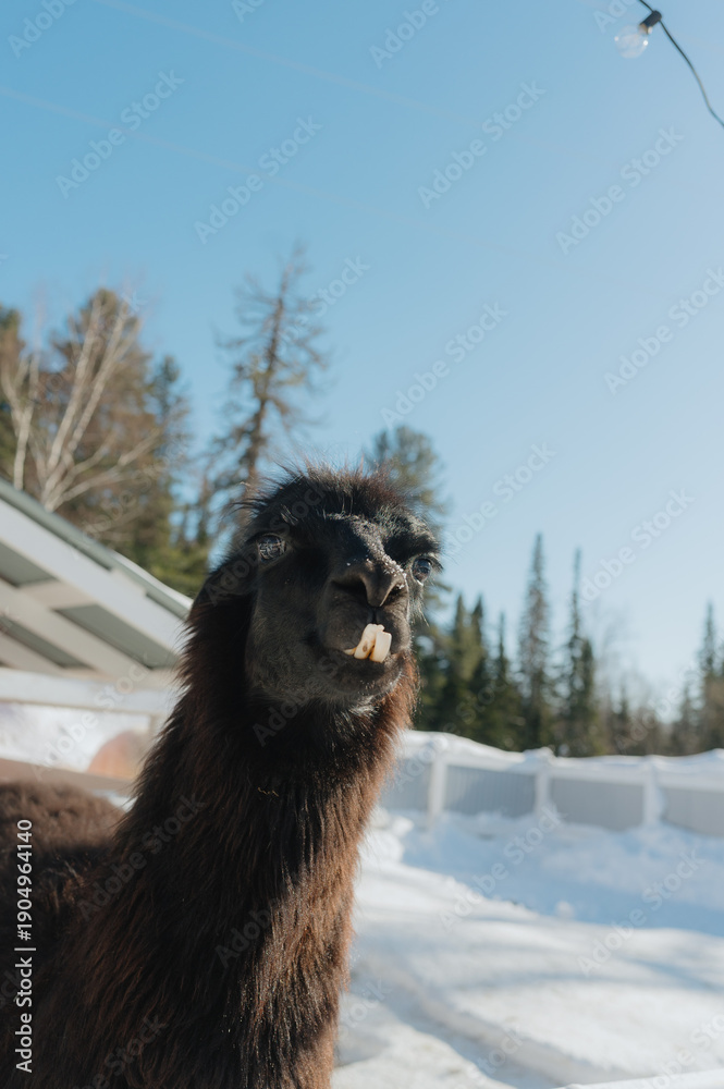 Fototapeta premium Llama in snowy forest landscape under clear blue sky