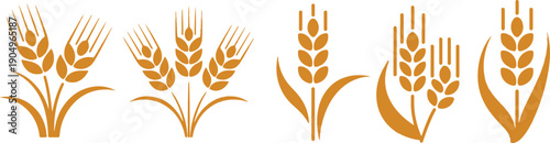Wheats rye rice ears set icons design elements of organic agricultural food. Harvest wheat grain for beer logo, growth rice stalk and whole bread grains, barley field cereal nutritious - stock vector