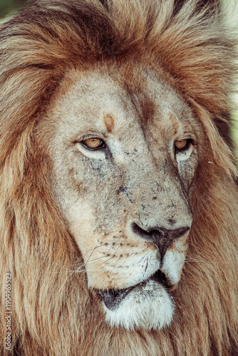 portrait of a male lion